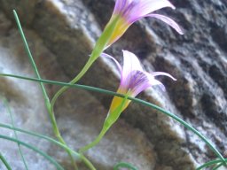 Romulea rosea outsides of the flowers 